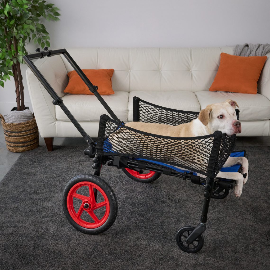 Pro Rear Wheelchair converted with a Quad and Stroller Kit